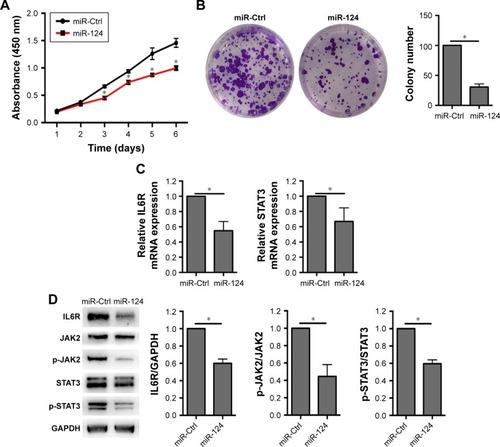 Figure 5 miR-124 mediates BxPC3 cell proliferation by IL6-JAK2-STAT3 pathway.
