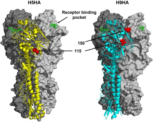 Figure 4. Location of HA amino acid substitutions at antigenic residues in contemporary Bangladesh H5N1 and H9N2 viruses sequenced in this study. Identified residues were mapped onto the crystal structure of H5N1 and H9N2 HA proteins (PDB 5E34 and 1JSH, respectively) [Citation58,Citation59]. HA trimers are shown in cartoon and surface representations with individual amino acid residues represented as red spheres. In green is an LSTa receptor analogue proximal to the receptor binding pocket. Structures were rendered with PyMol [Citation60].