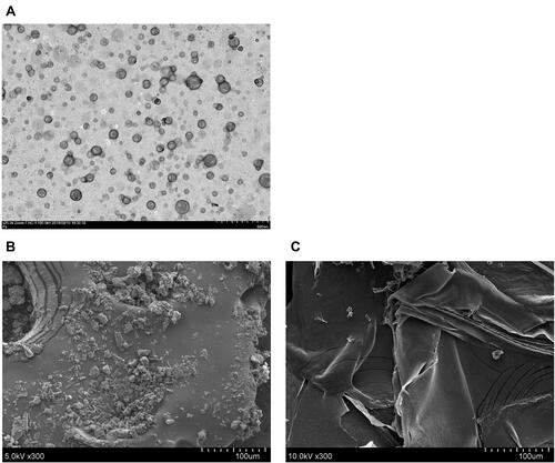 Figure 1 Transmission electron microscopy (TEM) image of PSN (A), scanning electron microscopy (SEM) images of raw PTS (B) and PSN (C).