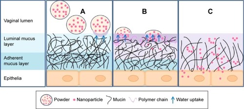 Figure 10 Schematic diagram of the powders administration in vaginal tract.Notes: The powders spread out on the mucus layer and take up water from the mucus (A). Then the powders dissolve the lipid nanoparticles released from the powders and the polymer chains inter-diffuse with the mucin (B). The mucus matrix is altered by the powder carriers. The enlargement of the pore sizes of the network facilitates the nanoparticles penetrating through the mucus barrier, and distributing deeply into the epithelial cells (C).