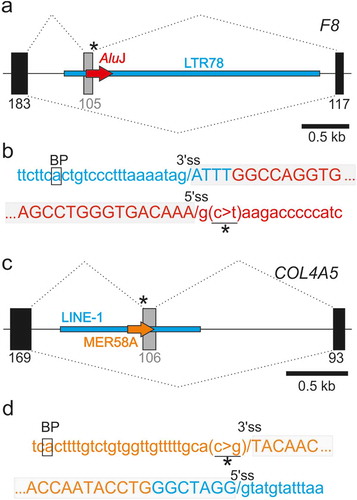 Figure 3. New TE clusters as substrates for aberrant splice site activation. (a,b) Mutation-induced exonization of the LTR78-AluJ cluster in F8 intron 18. (a) Schematics of mutation-induced pseudoexon splice sites located in separate TEs. Canonical exons are denoted by black boxes, pseudoexon by a grey box. Exon length is in nucleotides below. A scale at the bottom is in kilobases (kb). Mutation (asterisk) activated the pseudoexon via a de novo 5’ss, leading to mild haemophilia A [Citation62]. Dotted lines above and below the pre-mRNA indicate aberrant and canonical splicing, respectively. (b) Sequences around pseudoexon splice sites. Splice sites are denoted by a slash. A putative branch point adenine in LTR78 (boxed) was predicted by the SVM-BP algorithm [Citation73]; the disease-causing mutation is underlined. Sequences in blue and red are derived from LTR78 and AluJ, respectively. (c,d) Mutation-induced exonization of a LINE and MER58A cluster in COL4A5. (c) Schematics of mutation-induced splice sites activated in separate TEs. For full legend, see panel (a). (d) Sequences around pseudoexon splice sites. Sequences in blue are derived from a LINE-1 copy, sequences in orange from a MER58A copy. Mutation (asterisk) creating the 3’ss AG led to pseudoexon activation, causing Alport syndrome [Citation63]