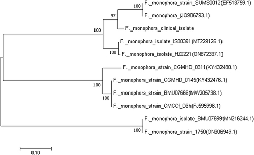Figure 5 Neighbor-Joining tree was constructed based on the internal transcribed spacer (ITS) sequences of the genus Fonsecaea isolated from China.