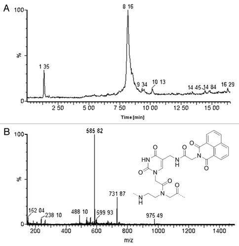 Figure 5. (A) UPLC‐MS traces of PNA 4 after coupling with napht-gly; (B) ESI-MS spectra of the peak at 8.16 min.