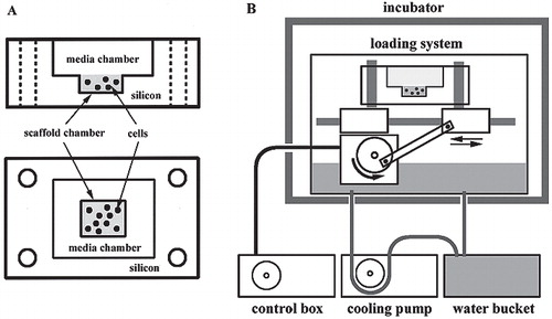 Figure 1.  A. The chamber was fixed to the brackets by 4 hook-pins. The cell-seeded collagen gel was placed in the scaffold chamber. The media chamber was filled with serum-free medium with or without growth factor. B. Mechanical loading system. Dynamic compression loading was applied to the cell-seeded scaffold in the chamber.
