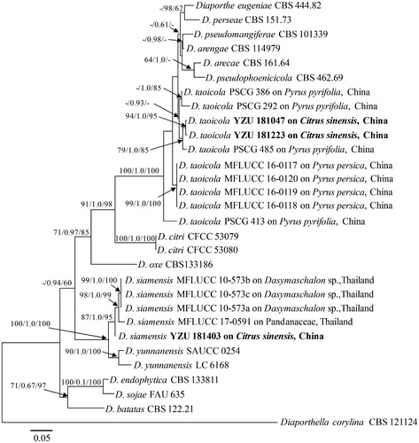 Figure 1. Phylogram of Diaporthe strains based on combined gene sequences of ITS, tef1 and tub2. Values at the branch nodes indicated maximum parsimony bootstrap (MP BP ≥ 60%), Bayesian posterior (BI PP ≥ 0.6) and maximum likelihood bootstrap (ML BP ≥ 60%), respectively. The tree is rooted with Diaporthella corylina. Strains in the current study are in bold.