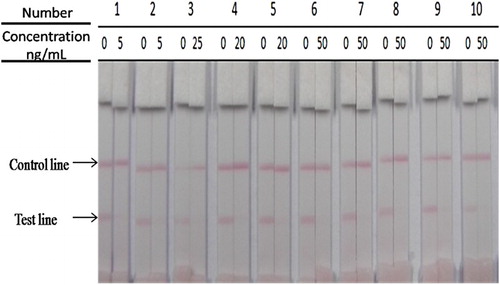 Figure 5. The sensitivity of the immunochromatographic assay in urine (1, sal; 2, clenbuterol; 3, cimaterol; 4, brombuterol; 5, mabuterol; 6, terbutaline; 7, clenpenterol; 8, carbuterol; 9, mapenterol; 10, pirbuterol).