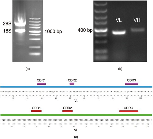 Figure 1. Identification and sequence analysis of 3E2 Fv. (a) Agarose gel electrophoresis of total RNA; left panel, the 28S RNA and 18S RNA; right panel, DNA marker. (b) agarose gel electrophoresis of PCR amplified products of VL and VH genes from hybridoma cells; left panel, DNA marker; middle panel, VL gene fragment; right panel, VH gene fragment. (c) amino acid sequences of the VH and VL of 3E2; purple, CDR1, CDR2 and CDR3.