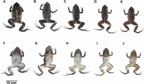 Figure 4. Color variation of preserved Noblella worleyae sp. nov. (A, F) ZSFQ 551, holotype, adult female, SVL = 18.1 mm; (B , G) ZSFQ 552, paratype, adult female, SVL = 19.1 mm; (C, H) ZSFQ 550, paratype, adult male, SVL = 17.3 mm; (D, I) ZSFQ 2502, paratype, adult male, SVL = 15.9 mm; (e, j) ZSFQ 2504, paratype, adult male, SVL = 15.5 mm