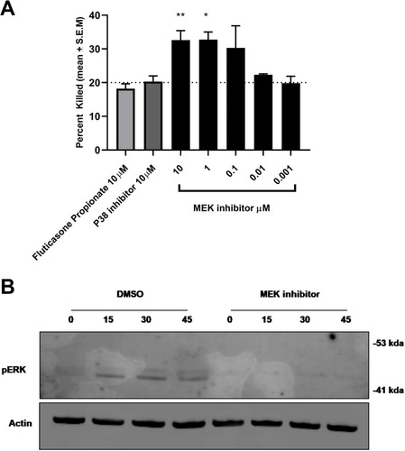 Figure 4 MEK inhibition enhances bacterial killing in RAW264.7 cells. (A) MEK inhibition results in enhanced S.aureus killing in RAW264.7 cells (*p 0.01, **p 0.002 One-way Anova with Dunnett multiple comparison test). This was not observed with p38 inhibitor or steroid Fluticasone Propionate. (B) Time-dependent activation of the MEK-pERK 1/2 pathway on S. aureus exposure in RAW264.7 cells was confirmed by Western blot analysis. Activation of the cascade was inhibited by treatment with the MEK inhibitor. Data are mean + S.E.M of 3 different experiments.
