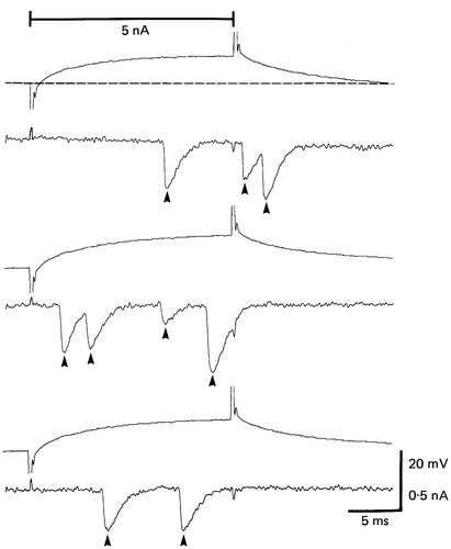 Figure 2. Depolarizing pulses applied through presynaptic recording electrode release barrages of quantal currents recoded by macropatch electrode (arrowheads). The technique was developed and put into use in several publications (adapted from Atwood et al., Citation1987).
