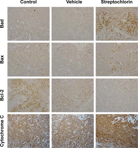 Figure S4 Immunohistochemical staining of solid tumor tissue in an animal tumor model in Figure 5A. Bad, Bax, Bcl-2, and cytochrome C.