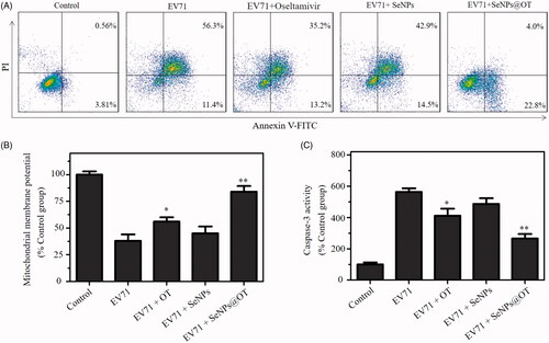 Figure 6. (A) Effects of SeNPs, oseltamivir and SeNPs@OT on the apoptosis of EV71-infected U251 cells. (B) Mitochondrial membrane potential of uninfected and EV71-infected U251 cells exposed to SeNPs, oseltamivir and SeNPs@OT. (C) Inhibition of caspase-3 activity by SeNPs, oseltamivir and SeNPs@OT in EV71-infected U251 cells. *p < .05, **p < .01 vs. infected cells without treatment group.