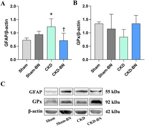 Figure 4. Densitometric analysis [a, b] and representative blots [c] of GFAP and GPx protein content in the colonic neuromuscular layer of experimental groups. The values were normalized to β-actin; statistical significance was considered when p < 0.05. One-way ANOVA with Sidak post-test. (*) means statistical difference compared to Sham group (p = 0.0106); (†) means statistical difference compared to CKD group (p = 0.0084). [a] Sham, n = 5; Sham-BN, n = 3; CKD: n = 5; CKD-BN: n = 5. [b] Sham, n = 3; Sham-BN, n = 5; CKD: n = 4; CKD-BN: n = 5.