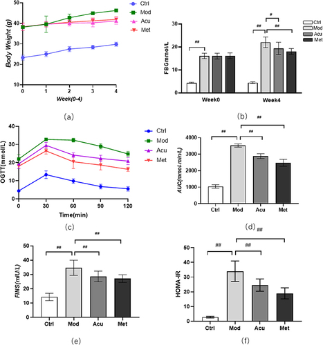 Figure 2 Effect of electroacupuncture on body weight and blood sugar of db/db mice. (a) Body weight changes before and after treatment. (b) Fasting blood glucose changes before and after treatment (c) Blood glucose values at each time point of OGTT; (d) AUC is calculated according to OGTT curve. (e) Serum insulin level was measured after treatment; (f) Calculate HOMA-IR index: HOMA-IR=FINS × FBG / 22.5; Data are expressed in mean ± standard deviation, #P < 0.05, ##P < 0.01 (n=8).