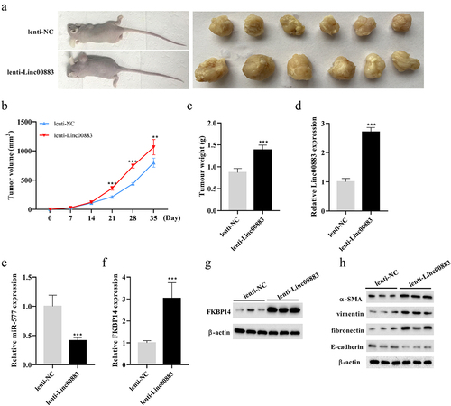 Figure 6. Effect of Linc00883 on CRC tumor growth in vivo. A xenograft nude mouse model of CRC by subcutaneously injecting CRC cells SW480 transfected with lenti-Linc00883 was established. n = 6. (a-b) Detection of the volume of CRC tumors. (c) Detection of the weight of CRC tumors. (d-f) Detection of Linc00883, miR-577, and FKBP14 expressions by qRT-PCR. (g) Detection of the FKBP14 protein level using western blot. (h) Detection of the protein levels of epithelial-mesenchymal transition (EMT)-related proteins E-cadherin, vimentin, fibronectin, and α-SMA by western blot. **P < 0.01, ***P < 0.001 vs. lenti-NC.