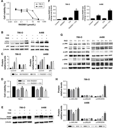 Figure 2 Inhibition of autophagy enhances RAD001-induced cytotoxicity, RAD001-induced activation of ERK signaling pathway in RCCs.