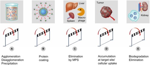 Figure 3 Experimental challenges and hurdles.Notes: Specific physicochemical properties of ENMs may lead to technical challenges and artifacts in experimental systems. Particle agglomeration (A) reduces dosing accuracy or may lead to embolism after IV injection. Plasma-protein binding and opsonization of nanoparticles (B) may trigger a humoral immune response. Interaction of nanoparticles with cells of the MPS leads to accelerated plasma clearance (C). Accumulation of particles at a defined target site (D) might be impeded by their premature degradation and elimination (E).Abbreviations: ENMs, engineered nanomaterials; IV, intravenous; MPS, mononuclear phagocytic system.