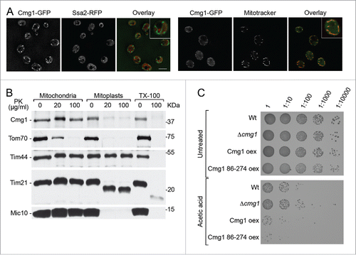 Figure 3. Cmg1 is localized in the cytoplasm and in the intermembrane space of mitochondria. (A) The localization of Cmg1-GFP (green in overlays) and Ssa2-RFP (panels on the left; red in overlay) or Mitotracker (panels on the right; red in overlay) and overlays are shown. Scale bar represents 5 µm for the main images. A 2-fold zoom of a representative cell is shown in each panel. (B) To analyze submitochondrial localization, yeast mitochondria were left untreated, swollen (Mitoplasts), or solubilised with 1% Triton X-100 (TX-100), then treated with Proteinase K (PK) where indicated, and subjected to SDS PAGE and Western blotting using antibodies against tagged Cmg1, the outer membrane protein Tom70, inner membrane proteins Mic10, Tim21 and Tim44. Note, Tim44 extrudes into the matrix, while a domain of Tim21 and the majority of Mic10 extends into the IMS. (C) Serial dilutions of Cmg1 overexpression (oex), overexpression of Cmg1 without its G-patch domain (86–274 oex), cmg1 deletion (Δcmg1) and wildtype strains were spotted for growth analysis with and without induction of apoptosis by treatment with acetic acid. Growth was documented after 2 days.