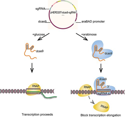 Figure 1 An arabinose-inducible CRISPRi system for tunable repression of PA0715 expression in P. aeruginosa.