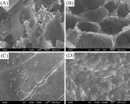 Figure 2. SEM images of (A) and (C) the CS hydrogels and (B) and (D) the CS/MSN hydrogels after freeze drying for 48 h.