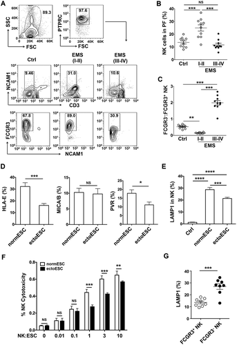 Figure 1. The low cytotoxic FCGR3− NK cells increase in ELM with disease progression. (a-c) The percentage and the ratio of FCGR3−:FCGR3+ NK cells in PF from women with or without EMS were analyzed by FCM (one-way ANOVA). (d) The expression of HLA-E, MICA/B and PVR on normESCs (n = 6) and ectoESCs (n = 6) was detected by FCM (Student t test). (e) After coculture with normESCs or ectoESCs for 48 h, the expression of LAMP1 on NK cells (n = 6) was detected by FCM (one-way ANOVA). (f) NK cells (n = 6) were cocultured with normESCs or ectoESCs for the cytotoxicity assay at different T/E (target cells:effector cells) ratios (1:100, 1:10, 1:1, 3:1 or 10:1) for 4 h (Student t test). (g) After coculture with ectoESCs for 48 h, the expression of LAMP1 on FCGR3+ NK cells and FCGR3− NK cells (n = 6) was analyzed by FCM (Student t test). Ctrl, PF from women without endometriosis (n = 10); EMS (I-II), PF from women with endometriosis were in early stages (stage I and II, n = 10); EMS (III-IV), PF from women with endometriosis were in advanced stages (stage III and IV, n = 10). normESC, normal ESCs from healthy women; ectoESC, ectopic ESCs from women with EMS. Data are expressed as the mean± SEM. *P < 0.05, **P < 0.01, ***P < 0.001 and ****P < 0.0001. NS, no statistical difference.