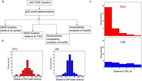 Figure 5. Analysis of p53 BS associated with early (hr6) or late (hr24) genes. (a) Overall research plan for the p53 BS identified in ChIP fragments. The ChIP fragments were taken from our previous study (ref. 58) and only those located within 5kb from the TSS of early or late genes were used for analysis. The PWM-based tool we developed before (ref. 57) was used to predict p53 BS in the ChIP fragments. If multiple p53 BS were found in a ChIP fragment, the BS with the highest PWM score was selected. (b) Locations of p53 BS relative to ChIP fragment centers associated with early (red) or late (blue) genes. (c) Locations of p53 BS relative to the TSS of early (red) or late (blue) genes