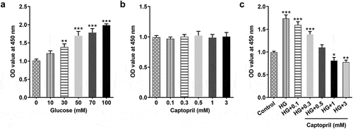 Figure 1. Captopril reduced HSC-T6 cells viability. (a) After HSC-T6 cell was exposed to glucose of different concentration for 48 h, cell viability was detected through CCK8 assay. (b) CCK8 assay. (c) CCK8 assay. *p < 0.05, **p < 0.01, *** p < 0.001