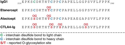 Figure 5. Hinge region O-glycosylation of IgG1 Fc-fusion proteins. A part of the hinge region and CH2-domain sequences of IgG1 and the Fc-fusion proteins etanercept, atacicept and CTLA4-Ig are shown. Disulfide bonds and reported O-glycosylation sites for etanercept,Citation28,Citation29 CTLA4-IgCitation30 and atacicept are highlighted. Amino acid numbering by Edelman et al.Citation31 OG, O-glycan.