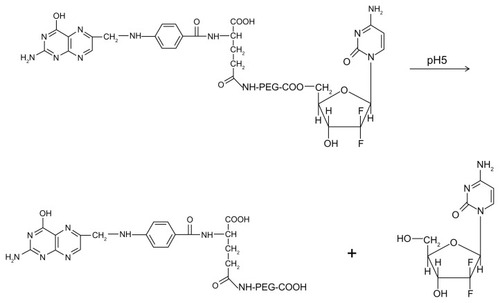 Figure 4 Chemical structure of PEG-folate-gemcitabine macromolecule and process for release of the nucleoside analog as a consequence of pH variation.Abbreviation: PEG, poly(ethylene glycol).
