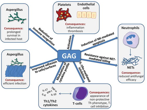 Figure 2. Multiple potential roles of GAG during fungal infection. GAG is required for efficient adherence of A. fumigatus hyphae to host cells and surfaces and protects the fungal cell wall from immune recognition. Furthermore, it can activate platelets and endothelial cells and thus contribute to thrombosis during the pathogenesis of fungal infection. GAG reduces the antifungal capacity of neutrophils by two mechanisms, the induction of apoptosis and the conference of resistance against neutrophil extracellular traps (NET). Finally, T-cell responses to GAG include altered cytokine production as a consequence of GAG-dependent IL-1 receptor antagonist (IL-1Ra) production, leading to reduced Th1 and Th17 cytokine production. For further details, see text.