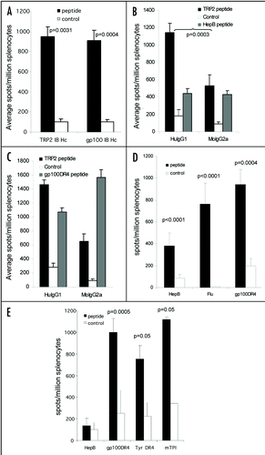 Figure 4 Linked help is required for optimal CTL responses. (A) C57Bl/6 or HLA-A*0201 transgenic mice were immunized at day 0, 7 and 14 with ImmunoBody™ heavy chain only DNA constructs containing the H-2Kb restricted TRP2 epitope in CDRH2 or the HLA-A*0201 restricted gp100 210M epitope in CDRH1. On day 19, splenocytes were analyzed by IFNγ elispot assay against gp100 210M peptide, TRP2 peptide and control. Responses are measured as spots/million splenocytes (n = 6). (B) C57Bl/6 mice were immunized at days 0, 7 and 14 with an ImmunoBody™ DNA containing the H-2Kb restricted TRP2 epitope in CDRH2, the HLA-A*0201 restricted epitope gp100 210M in CDRH1 and the I-Ab restricted HepB helper epitope in CDRL1 with either human IgG1 or murine IgG2a constant domains. On day 19, splenocytes were analyzed by IFNγ elispot assay against TRP2 peptide, HepB helper peptide and control. Responses are measured as spots/million splenocytes (n = 6). (C) HLA-DR*0401 transgenic mice were immunized at days 0, 7 and 14 with an ImmunoBody™ DNA containing the gp100 DR4 epitope in CDR H1, TRP2 epitope in CDR H2 and gp100 DR7 epitope in CDR H3 with either human IgG1 or murine IgG2a constant domains. On day 19, splenocytes were analyzed by IFNγ elispot assay against TRP2 peptide, gp100 DR4 helper peptide and control. Responses are measured as spots/million splenocytes (n = 6). (D) C57Bl/6 (n = 48), Balb/c (n = 9) or HLA-DR*0401 (n = 6) transgenic mice were immunized on days 0, 7 and 14 with an ImmunoBody™ construct containing either I-Ab restricted HepB, I-Ad restricted Influenza or HLA-DR*0401 restricted gp100 epitopes in CDR L1. On day 19 splenocytes were analyzed by IFNγ elispot assay against HepB, Influenza or gp100 helper peptides and an irrelevant control. Responses are measured as spots/million splenocytes. (E) C57Bl/6 (n = 6), HLA-DR*0101 (n = 6) or HLA-DR*0401 (n = 6) transgenic mice were immunized on days 0, 7 and 14 with an ImmunoBody™ construct containing either I-Ab restricted HepB or HLA-DR*0401 restricted gp100 or tyrosinase or HLADR* 0101 restricted triosephosphate isomerase (TPI) epitopes in CDR L3. On day 19 splenocytes were analyzed by IFNγ elispot assay against HepB, gp100, TPI or tyrosinase helper peptides and an irrelevant control. Responses are measured as spots/million splenocytes. All results are an average of at least two independent experiments.