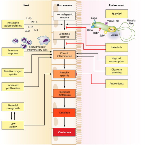 Figure 2. Multifactorial pathway leading to gastric carcinoma (Wroblewski et al. Citation2010).