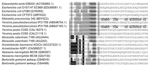 Figure 1 Gram-negative pathogens encode polymorphic CdiA-CT domains. Multiple sequence alignment of the VENN junction region of CdiA proteins from Gram-negative pathogens. The VENN motif is shown in boldface and regions of sequence identity are indicated by underscoring and gray/black shading.