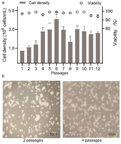 Figure 1. 293 T suspension cells grown in shake flasks in F medium during cell adaptation. (a) the percentage of cell growth and viability. (b) cell morphology without shaking was observed using a 100× bright field microscope and images were captured using a cell phone camera