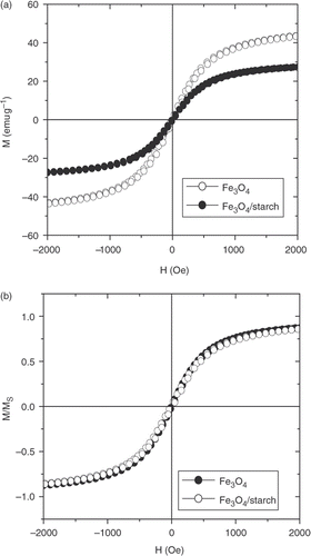 Figure 7. Hysteresis loops of uncoated magnetite and starch-coated magnetite after precipitation.