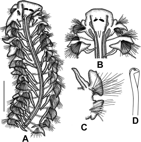 Figure 5. Laonice bahusiensis. A, B. Anterior end, dorsal view; C. Right parapodium of chaetiger 26; D. Neuropodial hooded hook on chaetiger 30. Scale: A = 1 mm, B = 0.59 mm, C = 0.61 mm, D = 95 μm.