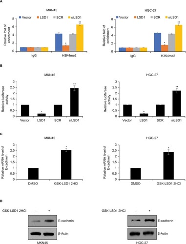 Figure 5 LSD1 transcriptionally regulates E-cadherin through demethylation of H3K4me2 in GC cells.Notes: (A) LSD1 was overexpressed or knocked down in MKN-45 or HGC-27 cells, ChIP and qChIP assays were performed using anti-H3K4me2 or anti-IgG antibodies. *P<0.05, vs vector, **P<0.05, vs SCR. (B) LSD1 was overexpressed or knocked down in MKN-45 or HGC-27 cells, dual luciferase reporter assays were performed. *P<0.05, vs vector, **P<0.05, vs SCR. (C) and (D) MKN-45 or HGC-27 cells were treated with DMSO or 5 nM GSK-LSD1 2HCl. After incubation for 48 hours, the expression of E-cadherin was detected using RT-qPCR and Western blotting analyses. *P<0.05, vs vector, **P<0.05, vs SCR.Abbreviations: ChIP, chromatin immunoprecipitation; GC, gastric cancer; LSD1, lysine-specific demethylase 1; qChIP, quantitative chromatin immunoprecipitation.