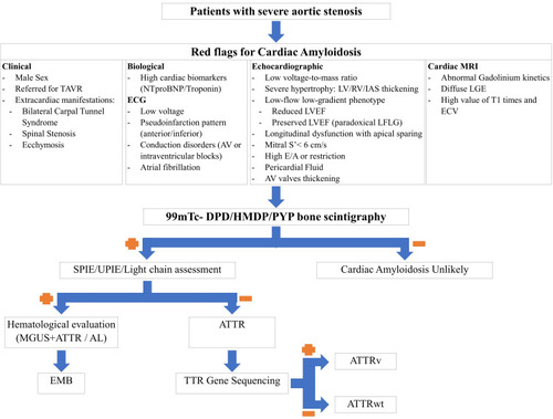 Figure 7 Proposed algorithm for cardiac amyloidosis detection in aortic stenosis patients.