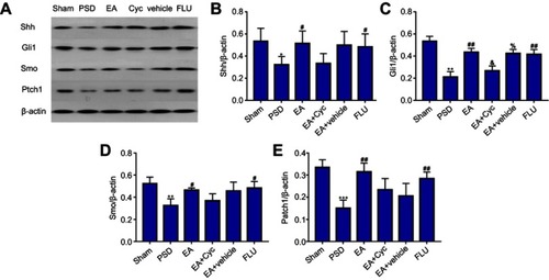 Figure 5 Regulation of Shh-signaling pathway. (A) Immunoblot analysis for expression of Shh, Gli1, Smo, Ptch1, and β-actin in sham, PSD, EA + PSD, EA + Cyc, EA + vehicle, and Flu groups. (B–E) Comparisons of Shh, Gli1, Smo, and Ptch1 levels in six groups by Western blot. Values are presented as means ± SEM, with eight rats in each group. *P<0.05 versus PSD group; **P<0.01 versus PSD group; ***P<0.001 versus PSD group; #P<0.05 versus PSD group; ##P<0.01 versus PSD group; &P<0.05 versus EA group; %P<0.05 versus the EA + Cyc group.
