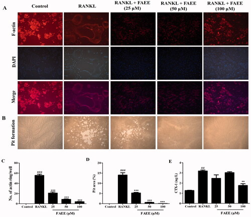 Figure 2. Effect of FAEE on RANKL-stimulated osteoclast formation of F-actin rings in osteoclasts and bone resorption. In the assay to measure formation of F-actin rings, RAW 264.7 cells were plated into 12-well plates and incubated with FAEE (25, 50, or 100 μM) in the presence of RANKL for 5 days. Cells were fixed and stained with fluorescein rhodamine phalloidin to observe F-actin rings (magnification: 200×) and were merged by Image J software (A), the number of F-actin rings were calculated under a fluorescence microscope (C). In the pit-formation assay, RAW 264.7 cells were seeded on an Osteo Assay Surface multi well plates. Surfaces were treated similarly and cultured for 5 days. Resorption area was captured using an inverted microscope (magnification: 100×) (B). Pit areas were quantified by Image J software (D). C-terminal telopeptide of type I collagen (CTX-I) concentration in cell supernatants using Enzyme-linked immune-sorbent assay (ELISA) (E). Data are the mean ± SEM of triplicate experiments. ## p < 0.01 and ### p < 0.001 versus RAW 264.7 cells without RANKL, ** p < 0.01 and *** p < 0.001 versus RAW 264.7 cells with RANKL alone.