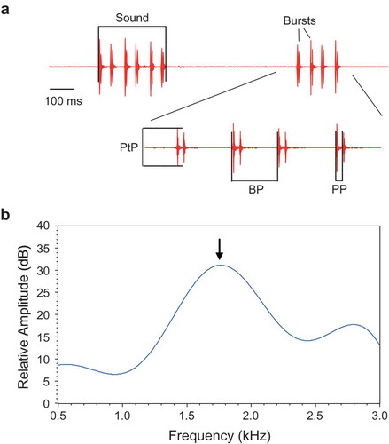 Figure 1. (a) Oscillograms of two female croaking sounds consisting of 6 and 4 bursts, and an expansion of the second sound illustrating the sound characteristics analysed. BP – burst period, PP – pulse period, PtP – Peak-to-peak amplitude of first pulse within a burst. (b) Cepstrum-smoothed power spectrum of a female sound. Arrow indicates the dominant frequency. Sampling rate 16 kHz, filter bandwidth 5 Hz, number of coefficients 15, 75% overlap, Hanning window.