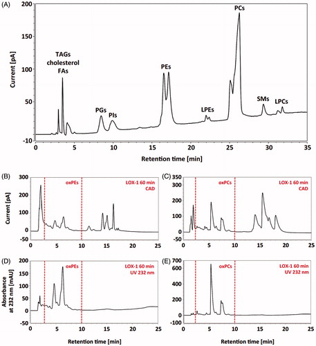 Figure 8. HPLC-CAD chromatogram of the hen egg yolk PLs obtained during the separation in the HILIC mode (A). CAD-HPLC chromatograms obtained during separation in the RP mode for oxidised and nonoxidised PE (B) and PC (C) species formed after 60 min of soybean LOX-1 catalysed reaction. HPLC-DAD chromatograms obtained during separation in the RP mode for oxidized PE (D) PC (E) species formed after 60 min of soybean LOX-1 catalysed reaction. TAGs: triacylglycerols; FAs: fatty acids; PGs: phosphatidylglycerols; PIs: phosphatidylinositols; PEs: phosphatidylethanolamines; LPEs: lysophosphatidylethanolamines; PCs: phosphatidylcholines; SMs: sphingomyelins; LPCs: lysophosphatidylcholines. Reprinted with permission from [Citation104].