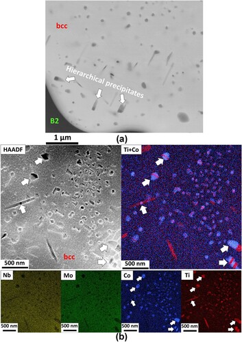Figure 2. Characterisation of the bcc islands of the annealed Nb30Mo30Ti20Co20 alloy: (a) – magnified SEM-BSE image of typical bcc islands demonstrating the embedded dispersed particles of different morphology and Z-contrast denoted as ‘hierarchical precipitates'; (b) STEM-HAADF and STEM-EDS analyses showing the presence of hierarchical nanoprecipitates (some characteristic particles highlighted with white arrows) composed of Ti-rich and (Co, Ti)-rich segments inside the (Nb, Mo)-rich matrix.