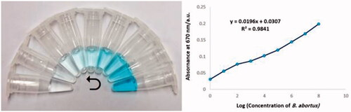 Figure 3. (A) Visual results of the colorimetric assay by serial dilutions of the B. abortus from 1.5 × 108 to 1.5 × 10 cfu mL−1, by reducing the concentration of bacteria the intensity of the color decreases; (B) A linear dependence between the dye absorbance and logarithm of B. abortus concentration.