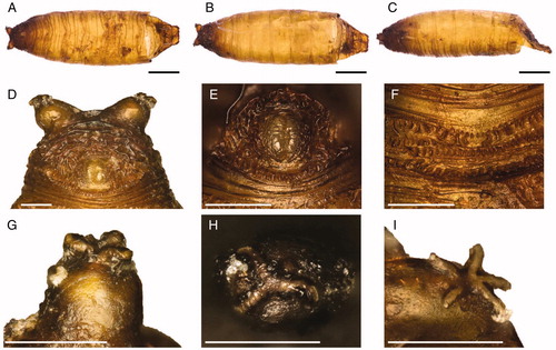 Figure 2. Leptometopa latipes puparium in ventral (A), dorsal (B) and lateral (C) view (scale bar 500 µm). Puparium details: Posterior anal region (D), anal plate (E), intersegmental spicules (F), posterior spiracle (G, H) and anterior spiracle (I) (scale bar 100 µm).