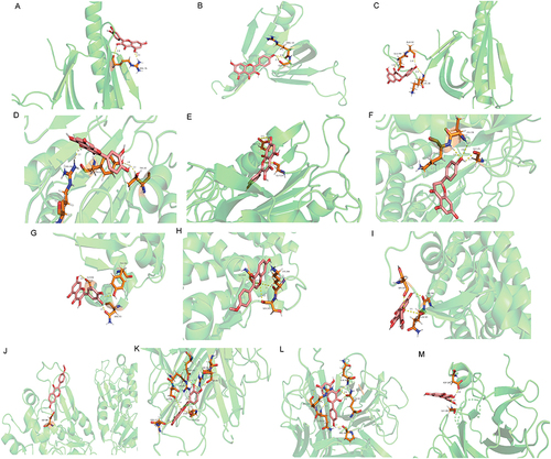 Figure 7 Molecular docking diagram of the active compounds with the hub differentially expressed target genes. (A) Molecular docking diagram of AKT1 and quercetin; (B) Molecular docking diagram of AKT1 and kaempferol; (C) Molecular docking diagram of AKT1 and naringenin; (D) Molecular docking diagram of CASP3 and quercetin; (E) Molecular docking diagram of CASP3 and kaempferol; (F) Molecular docking diagram of CASP3 and naringenin; (G) Molecular docking diagram of PPARG and quercetin; (H) Molecular docking diagram of PPARG and formononetin; (I) Molecular docking diagram of PPARG and kaempferol; (J) Molecular docking diagram of SIRT1 and formononetin; (K) Molecular docking diagram of TNF and quercetin; (L) Molecular docking diagram of TNF and kaempferol; (M) Molecular docking diagram of TP53 and quercetin.