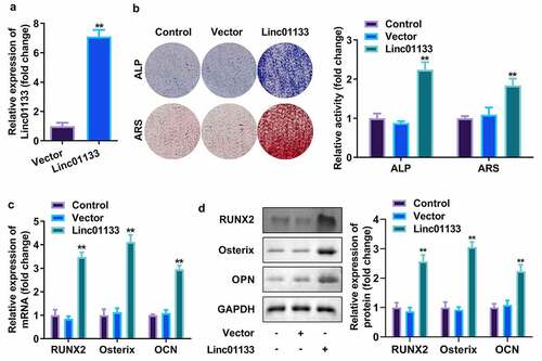 Figure 2. Upregulation of Linc01133 contributed to osteogenic differentiation of hPDLSCs. (a)qRT-PCR assay was applied to confirm the transfection efficiency of Linc01133. (b) ALP staining and ARS staining of hPDLSC on day 14 in osteogenic medium. (c) qRT-PCR analysis for the expression of RUNX2, Osterix, and OPN. (d) Western blotting analysis for the expression of RUNX2, Osterix, and OPN. **p < 0.01, vs. vector group. qRT-PCR, quantitative reverse-transcription polymerase chain reaction; hPDLSC, human periodontal ligament stem cells; ALP, alkaline phosphatase; ARS, alizarin red staining.