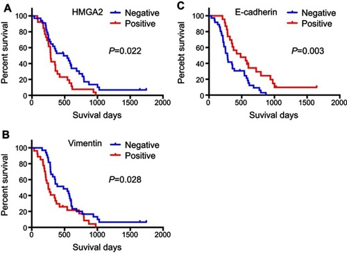 Figure 2 Survival curves of patients with HMGA2, E-cadherin and vimentin expression in pancreatic cancer. (A) Patients with high HMGA2 levels showed significantly worse survival than those with low expression (P=0.022). (B) Patients with high vimentin levels showed significantly worse survival than those with low expression (P=0.028). (C) Patients with low E-cadherin levels had significantly worse survival than those with high expression (P=0.003).