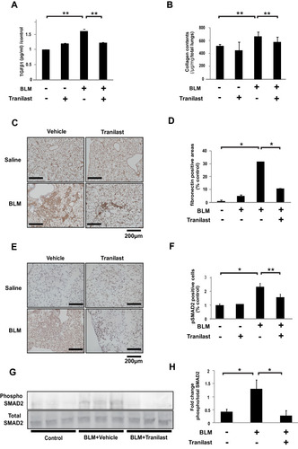 Figure 4 Tranilast attenuated BLM-induced ECM production and phosphorylation of SMAD2 in mice. (A) TGFβ1 concentration in BAL fluid was evaluated by ELISA. (B) Effects of tranilast on collagen contents. Data are presented as mean ± SD in each group of 10 mice. **p < 0.05. (C) Effect of tranilast on expression of fibronectin in the murine lungs by immunohistochemistry (IHC). Bar = 200 µm. (D) The average of the percentage of fibronectin positive ratio in each of the four groups was calculated by dividing the average of each group with that of the control group. Data are presented as mean ± SD in each group of 10 mice. *p < 0.01. (E) IHC staining for phospho-SMAD2 in the murine lungs. (F) The phospho-Smad2-positive cells were counted in 10 fields at × 200 magnification. Bar = 200 µm. The average of the percentage of phospho-SMAD2-positive cells in each of the four groups was calculated by dividing the average of each group with that of the control group. Data are presented as mean ± SD in each group of 10 mice. *p < 0.01, **p < 0.05. (G) Levels of phospho- and total-SMAD2 in the whole lung lysates of mice by Western blotting analysis. (H) Fold changes were analyzed by setting the ratios of the phospho/total protein band intensities.