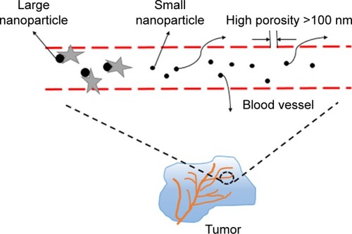 Figure 1 Enhanced permeability and retention effect. We can see from the picture that big NPs will be removed by some protein once they enter the blood, whereas NPs >100 nm can be trapped inside the solid tumors effectively, so they remain in the blood circulation for a long period. Therefore, the size of nanomedicine is very important.Abbreviation: NPs, nanoparticles.